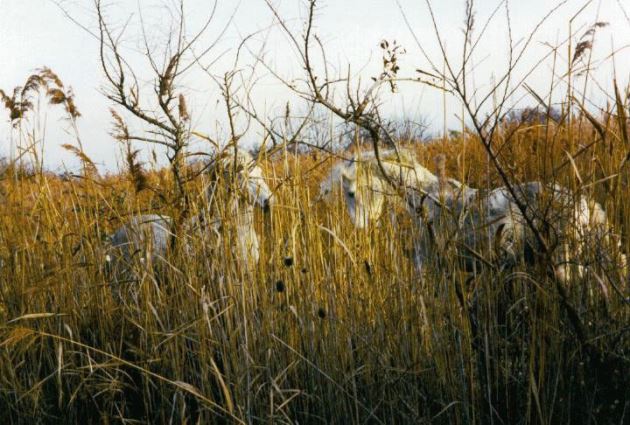 2 Camarguais.jpg