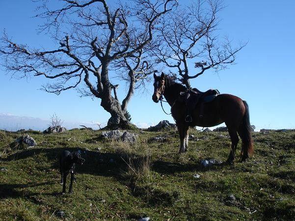 Chasseral Baum.JPG