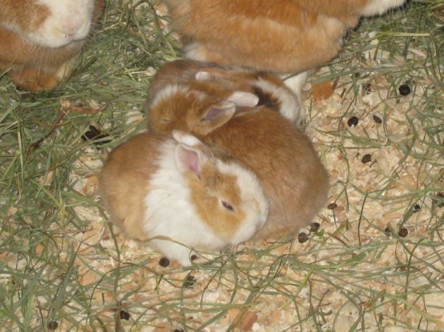 Kaninchen.jpg