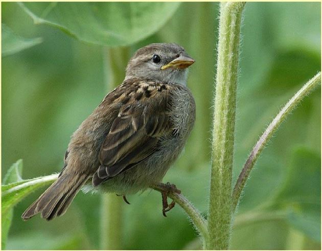 spatz.jpg